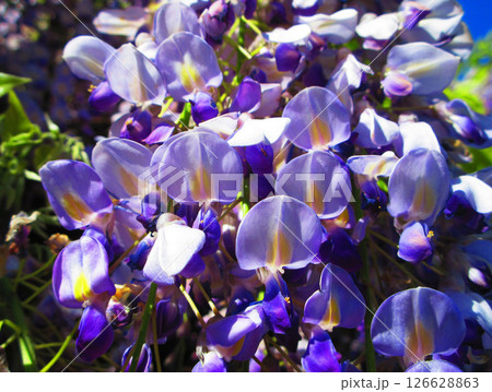 フジの花と青空の美しい春の風景 126628863