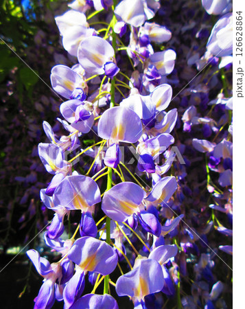 フジの花と青空の美しい春の風景 フジの花と青空の美しい春の風景 126628864