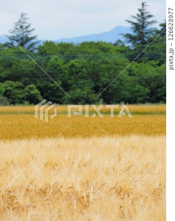 収穫前の麦畑 収穫前の麦畑 126628977