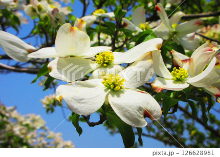 白いハナミズキの花と青空の風景 白いハナミズキの花と青空の風景 126628981
