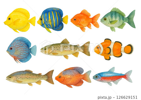 Png colorful tropical fish collection with various species isolated on transparent background. concept of marine life illustration, underwater elements, vibrant aquatic animals clip art. Watercolor 126629151