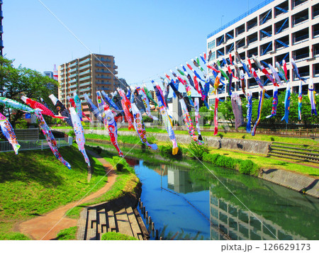 埼玉県川口市の「川口芝川鯉のぼり祭り」の鯉のぼりと青空の美しい風景（2025年撮影） 126629173
