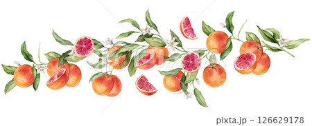 Grapefruit big Branch with white flowers and half fruit. Hand drawn watercolor illustration of orange red tropical citrus Food on white isolated background. Drawing of grapefruit tree with leaves 126629178