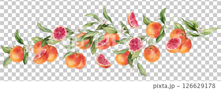 Grapefruit big Branch with white flowers and half fruit. Hand drawn watercolor illustration of orange red tropical citrus Food on white isolated background. Drawing of grapefruit tree with leaves 126629178