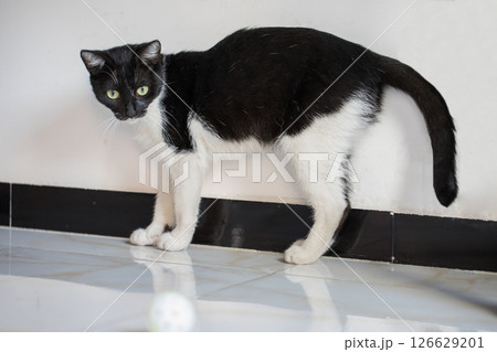 Playful black and white color cat standing on floor at home 126629201