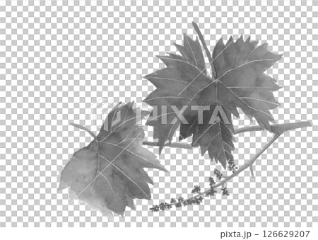 Grape leaves and still small fruits drawn with watercolors Monotone illustration material [hand-drawn] White background Copy space available 126629207