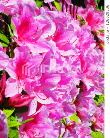 ピンク色のツツジの花のきれいな風景 ピンク色のツツジの花のきれいな風景 126629336
