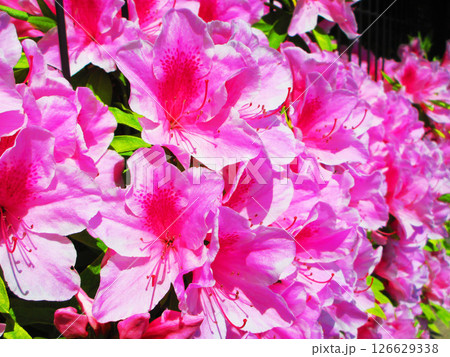 ピンク色のツツジの花のきれいな風景 ピンク色のツツジの花のきれいな風景 126629338