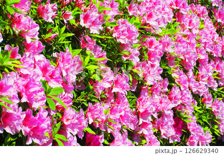 ピンク色のツツジの花のきれいな風景 ピンク色のツツジの花のきれいな風景 126629340
