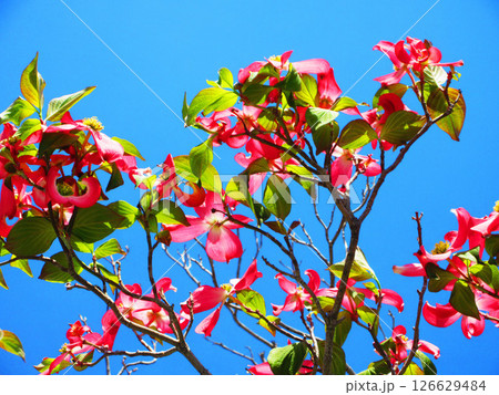 赤いハナミズキの花と青空の美しい風景(2025年撮影) 赤いハナミズキの花と青空の美しい風景(2025年撮影) 126629484