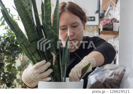Working mid adult woman holding green houseplant in her hand in nitrile gloves standing indoor. 126629521