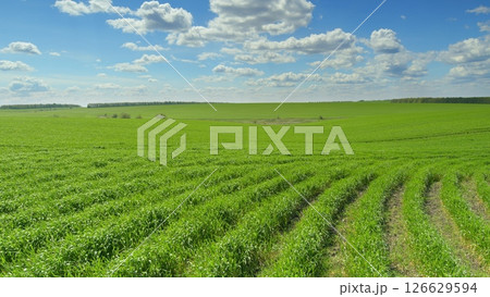 A Beautiful Lush Green Agricultural Landscape Flourishing Under Clear Blue Skies 126629594