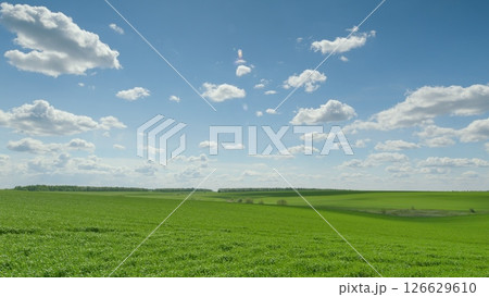 Vibrant and Lush Green Fields Expanding Beneath a Bright Blue Sky Adorned with Fluffy Clouds 126629610