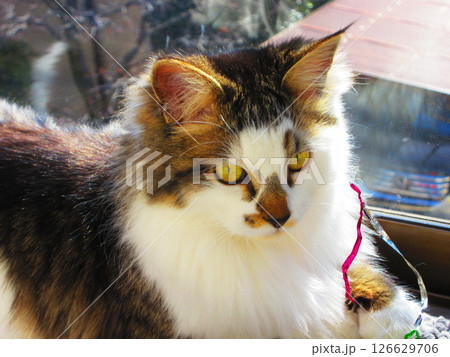三毛猫(縞三毛)のかわいらしい姿 三毛猫(縞三毛)のかわいらしい姿 126629706