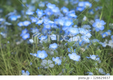 ネモフィラ ネモフィラ 126629837