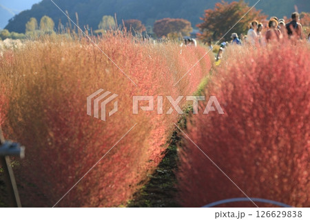紅葉したコキア 紅葉したコキア 126629838