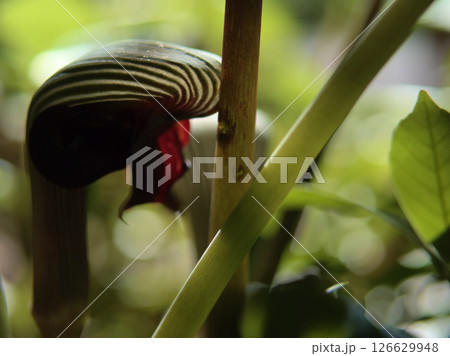 5月に咲いたムサシアブミ(武蔵鐙) 5月に咲いたムサシアブミ(武蔵鐙) 126629948