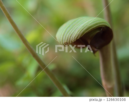 5月に咲いたムサシアブミ(武蔵鐙) 5月に咲いたムサシアブミ(武蔵鐙) 126630108