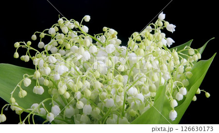 A beautifully elegant Lily of the Valley Bouquet captured in a delightful soft focus style Time lapse. A beautifully elegant Lily of the Valley Bouquet captured in a delightful soft focus style Time lapse. 126630173