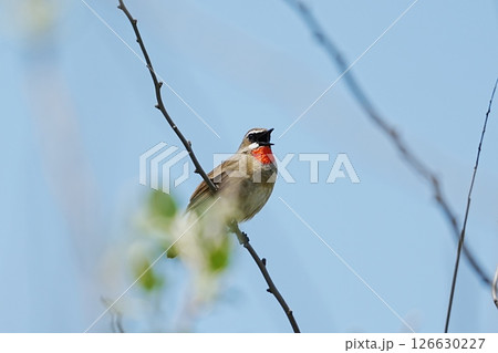 さえずるノゴマ 126630227