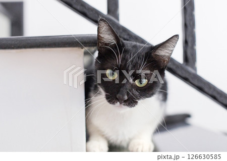 Cute cat sitting indoor. Black and white kitten at home 126630585