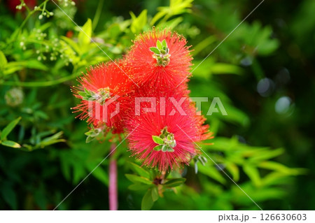 フレッシュなブラシノキ(金宝樹)11 フレッシュなブラシノキ(金宝樹)11 126630603