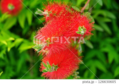 フレッシュなブラシノキ(金宝樹)5 フレッシュなブラシノキ(金宝樹)5 126630605