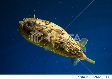 ハリセンボン　フグ 126630814