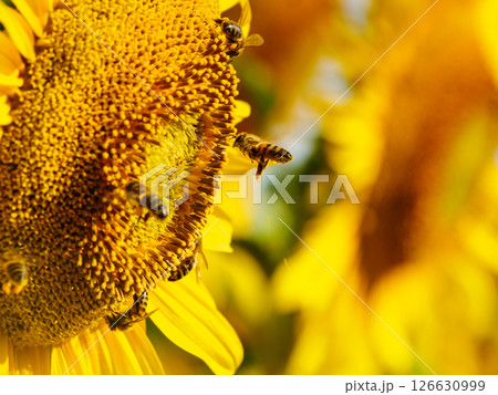 Honey bee collecting pollen at yellow flower. close up 126630999