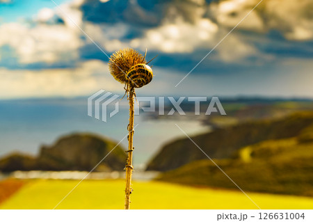 Dry plant with snail against coast at Cabo Penas, Asturias Spain 126631004