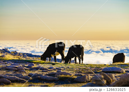 Cows on pasture in mountains, Portugal. 126631025