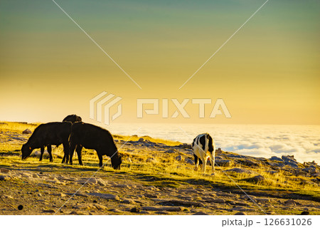 Cows on pasture in mountains, Portugal. 126631026
