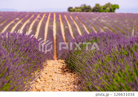 Lavender flowers blooming field in France Lavender flowers blooming field in France 126631038