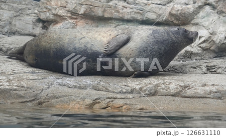 アザラシ 126631110
