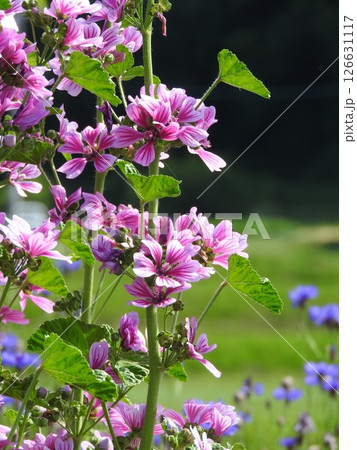 ヨーロッパ原産の多年草「ゼニアオイ（銭葵）」 126631117