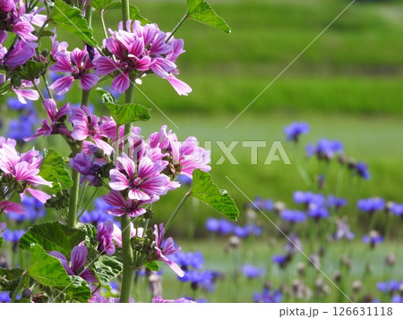 ヨーロッパ原産の多年草「ゼニアオイ（銭葵）」：ヤグルマギクをバックに 126631118