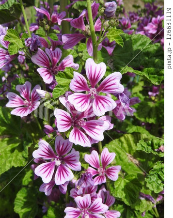 ヨーロッパ原産の多年草「ゼニアオイ（銭葵）」 126631119