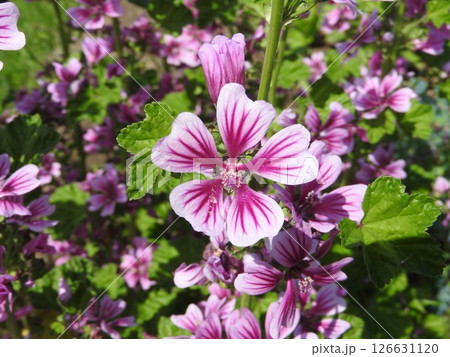 ヨーロッパ原産の多年草「ゼニアオイ（銭葵）」 126631120