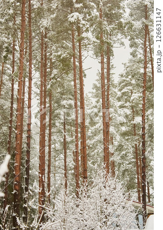 The heavy snowfall in a wild park, winter fairy tale in the forest, snow-covered tree branches, large flakes of snow are slowly falling, nobody, snow storm, blizzard The heavy snowfall in a wild park, winter fairy tale in the forest, snow-covered tree branches, large flakes of snow are slowly falling, nobody, snow storm, blizzard 126631147