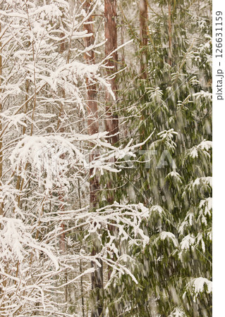 The heavy snowfall in a wild park, winter fairy tale in the forest, snow-covered tree branches, large flakes of snow are slowly falling, nobody, snow storm, blizzard The heavy snowfall in a wild park, winter fairy tale in the forest, snow-covered tree branches, large flakes of snow are slowly falling, nobody, snow storm, blizzard 126631159