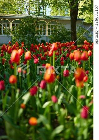 An idyllic garden scene showcasing bright red tulips illuminated by warm sunlight in St.Petersburg, Russia, conveying vibrancy, freshness, and natural beauty in a serene outdoor setting An idyllic garden scene showcasing bright red tulips illuminated by warm sunlight in St.Petersburg, Russia, conveying vibrancy, freshness, and natural beauty in a serene outdoor setting 126631167