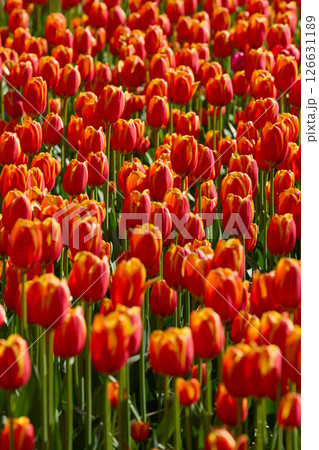 An idyllic garden scene showcasing bright red tulips illuminated by warm sunlight in St.Petersburg, Russia, conveying vibrancy, freshness, and natural beauty in a serene outdoor setting An idyllic garden scene showcasing bright red tulips illuminated by warm sunlight in St.Petersburg, Russia, conveying vibrancy, freshness, and natural beauty in a serene outdoor setting 126631189