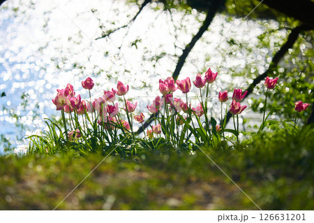 An idyllic garden scene showcasing bright pink tulips illuminated by warm sunlight in St.Petersburg, Russia, pond on background, conveying vibrancy, freshness, sun reflections on water surface An idyllic garden scene showcasing bright pink tulips illuminated by warm sunlight in St.Petersburg, Russia, pond on background, conveying vibrancy, freshness, sun reflections on water surface 126631201