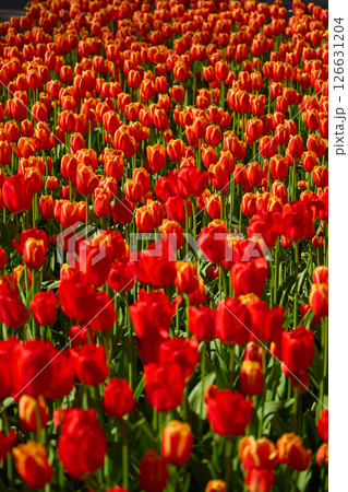 An idyllic garden scene showcasing bright red tulips illuminated by warm sunlight in St.Petersburg, Russia, conveying vibrancy, freshness, and natural beauty in a serene outdoor setting An idyllic garden scene showcasing bright red tulips illuminated by warm sunlight in St.Petersburg, Russia, conveying vibrancy, freshness, and natural beauty in a serene outdoor setting 126631204