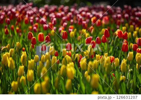 An idyllic garden scene showcasing bright red tulips illuminated by warm sunlight in St.Petersburg, Russia, conveying vibrancy, freshness, and natural beauty in a serene outdoor setting An idyllic garden scene showcasing bright red tulips illuminated by warm sunlight in St.Petersburg, Russia, conveying vibrancy, freshness, and natural beauty in a serene outdoor setting 126631207