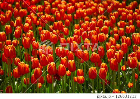An idyllic garden scene showcasing bright red tulips illuminated by warm sunlight in St.Petersburg, Russia, conveying vibrancy, freshness, and natural beauty in a serene outdoor setting 126631213
