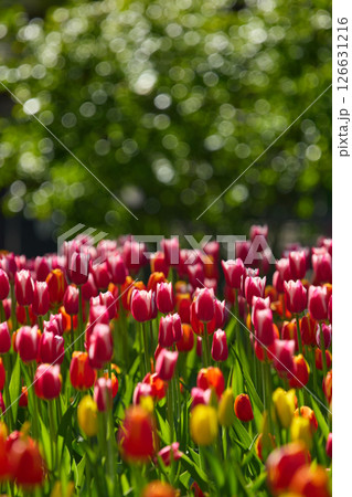 An idyllic garden scene showcasing bright red tulips illuminated by warm sunlight in St.Petersburg, Russia, conveying vibrancy, freshness, and natural beauty in a serene outdoor setting An idyllic garden scene showcasing bright red tulips illuminated by warm sunlight in St.Petersburg, Russia, conveying vibrancy, freshness, and natural beauty in a serene outdoor setting 126631216
