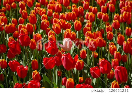 An idyllic garden scene showcasing bright red tulips illuminated by warm sunlight in St.Petersburg, Russia, conveying vibrancy, freshness, and natural beauty in a serene outdoor setting An idyllic garden scene showcasing bright red tulips illuminated by warm sunlight in St.Petersburg, Russia, conveying vibrancy, freshness, and natural beauty in a serene outdoor setting 126631231