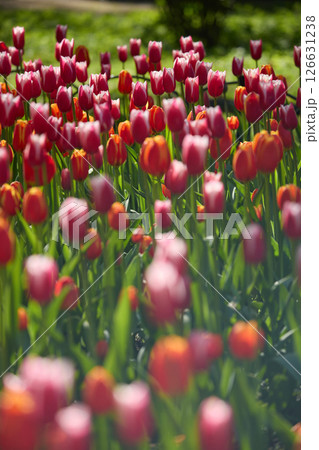 An idyllic garden scene showcasing bright red tulips illuminated by warm sunlight in St.Petersburg, Russia, conveying vibrancy, freshness, and natural beauty in a serene outdoor setting An idyllic garden scene showcasing bright red tulips illuminated by warm sunlight in St.Petersburg, Russia, conveying vibrancy, freshness, and natural beauty in a serene outdoor setting 126631238