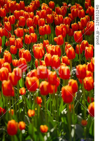 An idyllic garden scene showcasing bright red tulips illuminated by warm sunlight in St.Petersburg, Russia, conveying vibrancy, freshness, and natural beauty in a serene outdoor setting An idyllic garden scene showcasing bright red tulips illuminated by warm sunlight in St.Petersburg, Russia, conveying vibrancy, freshness, and natural beauty in a serene outdoor setting 126631240